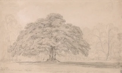 Die Bettler-Eiche, Bagots Park, 12. August 1820 (Ein berühmter alter Baum auf Lord Bagots Blithfiel...